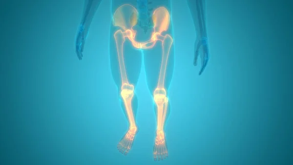 Gambe Del Sistema Scheletrico Umano Anatomia Delle Articolazioni Ossee Illustrazione — Foto Stock