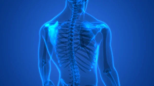 Ανθρώπινο Σκελετικό Σύστημα Scapula Bones Joints Ανατομία — Φωτογραφία Αρχείου