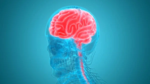 Anatomie Des Menschlichen Gehirns Illustration — Stockfoto