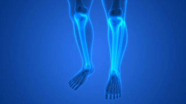 Sistema Esquelético Humano Piernas Huesos Articulaciones Anatomía Ilustración — Foto de Stock