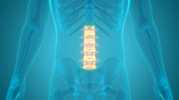 Σπονδυλική Στήλη Του Ανθρώπινου Σκελετικού Συστήματος Ανατομία — Φωτογραφία Αρχείου
