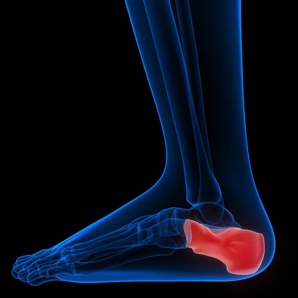 Nsan Kemiği Eklem Ağrısı Anatomisi Ayak Bacak Eklemleri — Stok fotoğraf
