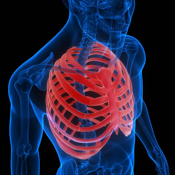 인간의 관절통 해부학 갈비뼈 — 스톡 사진