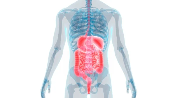 Sistema Digestivo Humano Anatomía Del Intestino Delgado Grueso — Foto de Stock