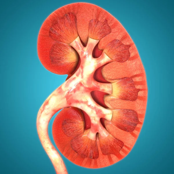 Anatomía Renal Del Sistema Urinario Humano —  Fotos de Stock