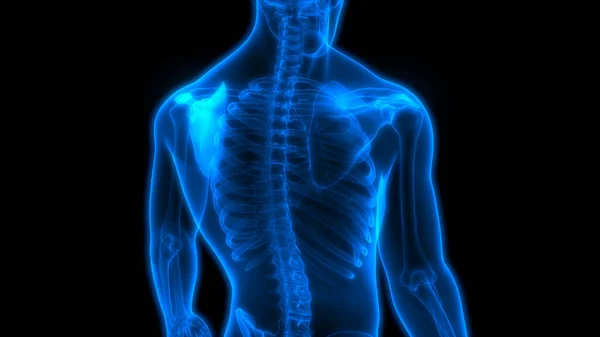 Ludzki System Szkieletowy Scapula Bones Stawy Anatomia — Zdjęcie stockowe