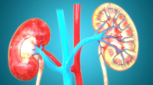 Anatomía Renal Del Sistema Urinario Humano — Foto de Stock