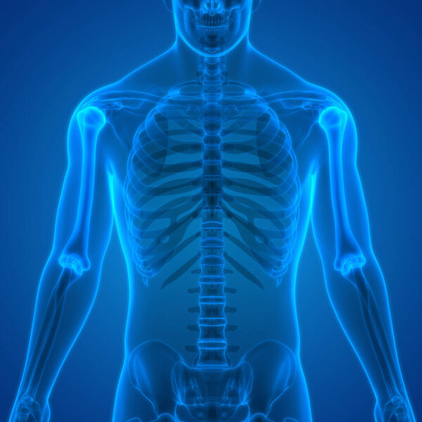 Анатомия костных суставов человека (плечевая кость). 3D
