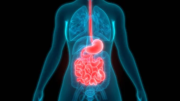 Anatomía Del Sistema Digestivo Humano — Foto de Stock