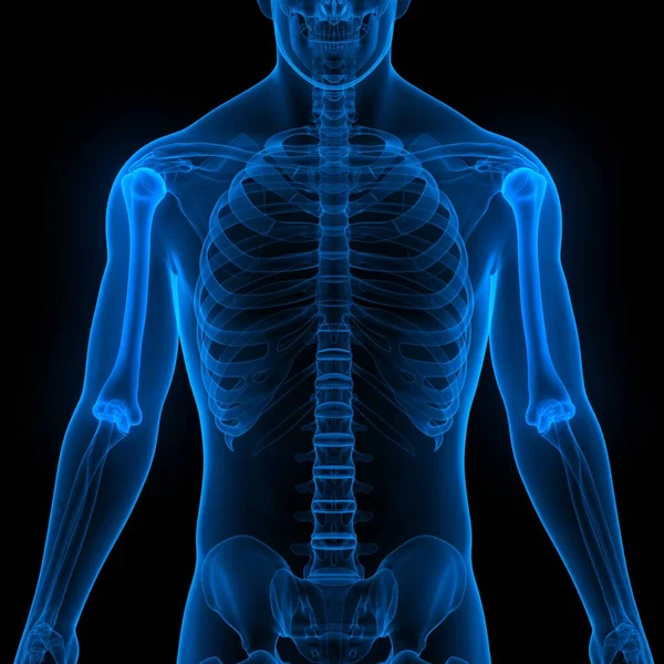 ヒトの骨格骨解剖学 Humerus Bones — ストック写真