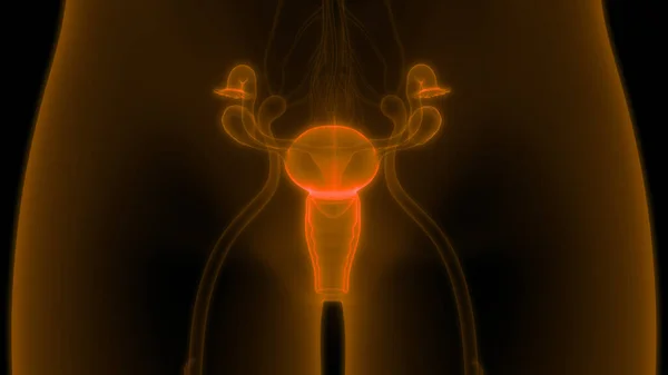 Female Reproductive System Anatomy. 3D
