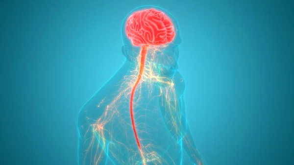 Órgano Central Del Sistema Nervioso Humano Anatomía Cerebral —  Fotos de Stock