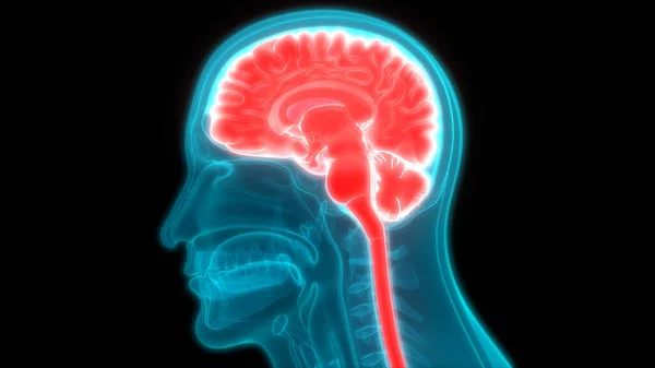Ανθρώπινη Ανατομία Του Εγκεφάλου Εικονογράφηση — Φωτογραφία Αρχείου