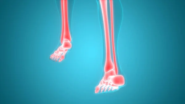 Human Skeleton System Legs Bones Joints Anatomy. 3D - Illustration