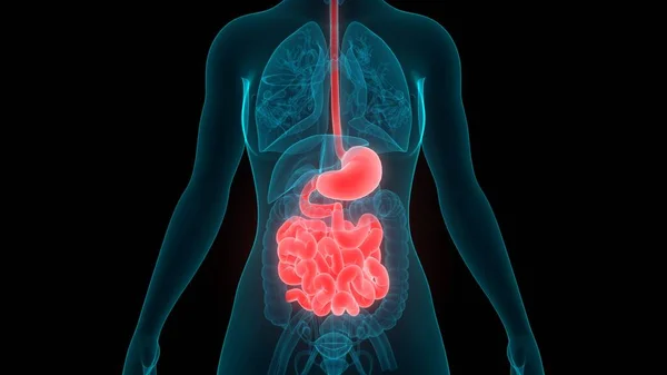 Anatomía Del Sistema Digestivo Humano —  Fotos de Stock