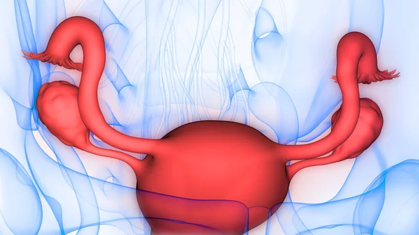 Anatomie Des Weiblichen Fortpflanzungssystems — Stockfoto