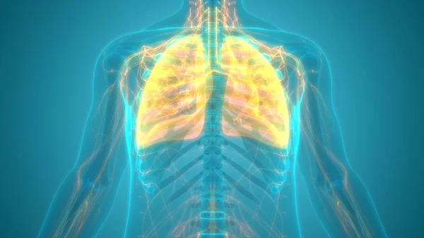 Anatomie Pulmonaire Système Respiratoire Humain — Photo