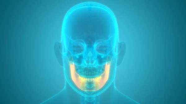 3D Illustration of Human  head on background
