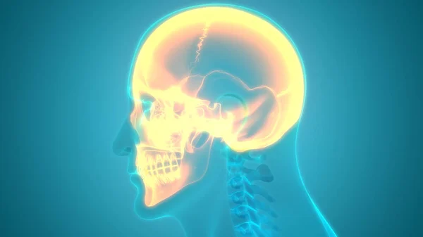 Human Brain Anatomy. 3D illustration