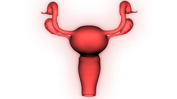 Anatomía Del Sistema Reproductivo Femenino — Foto de Stock