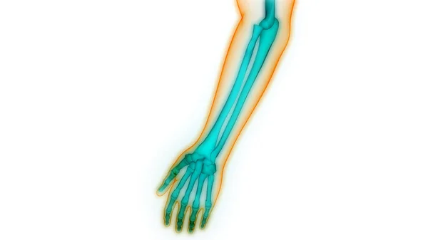 ヒトの骨格系手骨関節解剖学 — ストック写真