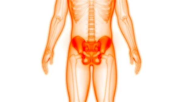 Ludzki System Szkieletowy Anatomia Bioder Ilustracja — Zdjęcie stockowe