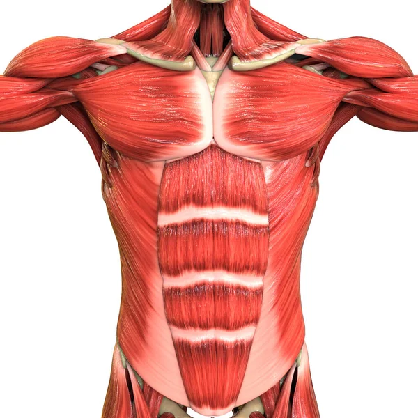 Anatomía Del Sistema Muscular Del Cuerpo Humano — Foto de Stock