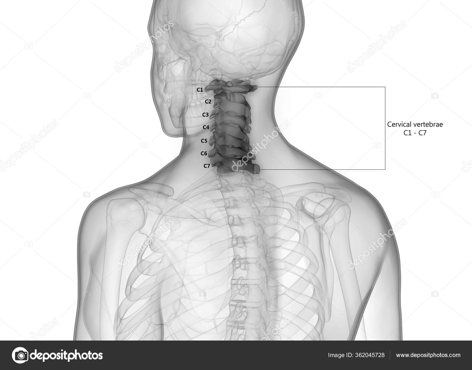 Spinal Cord Anatomy Cervical Vertebrae Illustration Stock Photo by ...