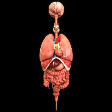 İnsan Sindirim Sistemi Anatomisi Posterior View. Üç Boyut