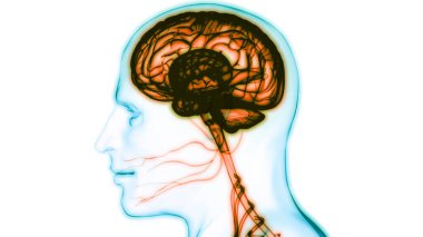 İnsan Sinir Sistemi Beyin Anatomisi Merkezi Organı. Üç Boyut