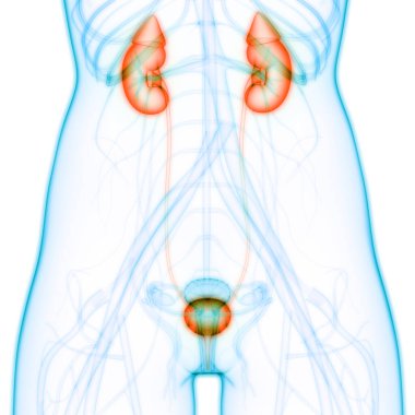 İnsan Vücut Organlarının 3D İllüstrasyonu (Böbrekler)