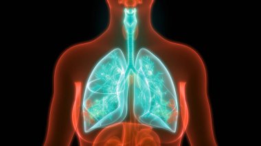 İnsan Solunum Sistemi Akciğerleri Anatomisi. Üç Boyut