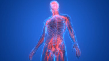 İnsan Sinir Sistemi Beyin Anatomisi Merkezi Organı. Üç Boyut