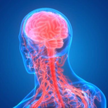 İnsan Sinir Sistemi Beyin Anatomisi Merkezi Organı. Üç Boyut