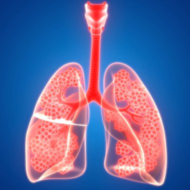 İnsan Solunum Sistemi Akciğerleri Anatomisi. Üç Boyut