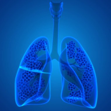 İnsan Solunum Sistemi Akciğerleri Anatomisi. Üç Boyut