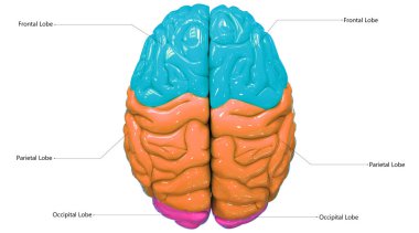 İnsan Sinir Sistemi Beyin Lobu 'nun merkezi organı. Detaylı Etiket Anatomisi. Üç Boyut