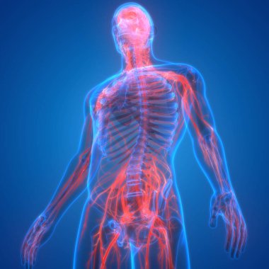 İnsan Sinir Sistemi Beyin Anatomisi Merkezi Organı. Üç Boyut