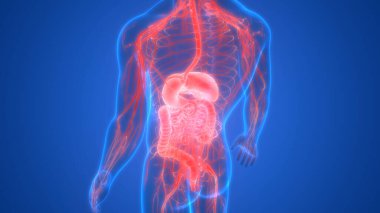 İnsan sindirim sistemi mide anatomisi. Üç Boyut