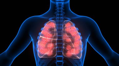 İnsan Solunum Sistemi Akciğerleri Anatomisi. Üç Boyut