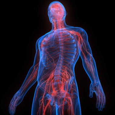 İnsan Sinir Sistemi Beyin Anatomisi Merkezi Organı. Üç Boyut