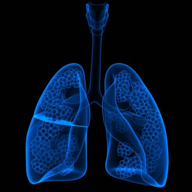İnsan Solunum Sistemi Akciğerleri Anatomisi. Üç Boyut