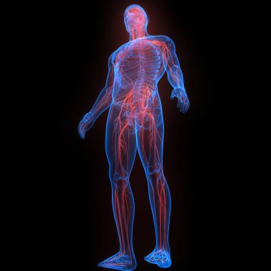 İnsan Sinir Sistemi Beyin Anatomisi Merkezi Organı. Üç Boyut