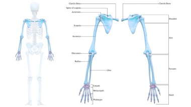 Ayrıntılı Etiket Anatomisi ile İnsan İskelet Sistemi Üst Uzuv Kemik Eklemleri. Üç Boyut