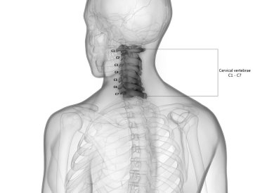 Omurilik Anatomisi (Servikal Omurga). 3D - Görüntü
