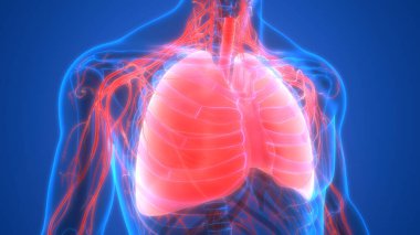 İnsan Solunum Sistemi Akciğerleri Anatomisi. Üç Boyut
