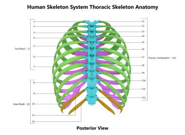 Ayrıntılı Etiket Anatomi Posterlik Görünümlü İnsan İskelet Sistemi. Üç Boyut