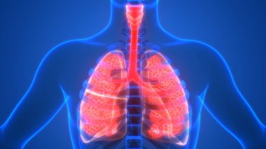 İnsan Solunum Sistemi Akciğerleri Anatomisi. Üç Boyut