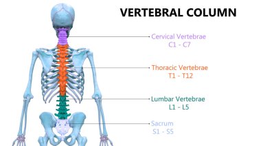 İnsan iskeleti anatomisinin omurgası. 3d