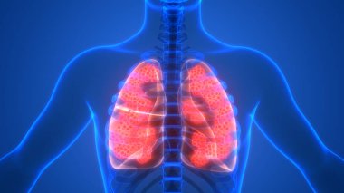 İnsan Solunum Sistemi Akciğerleri Anatomisi. Üç Boyut